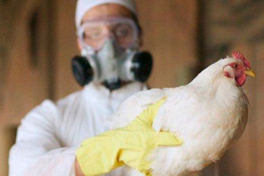 Francia en alerta por la gripe aviar