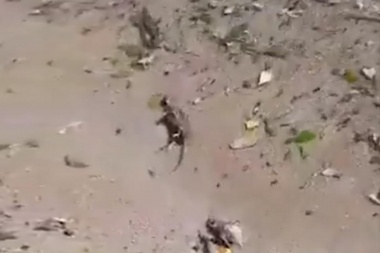 Cientos de ratas muertas en lagos del sur