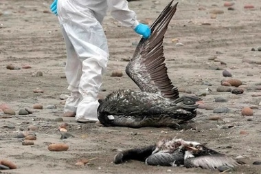Gripe aviar, SENASA confirmo que enviaron analizar aves muertas en TDF