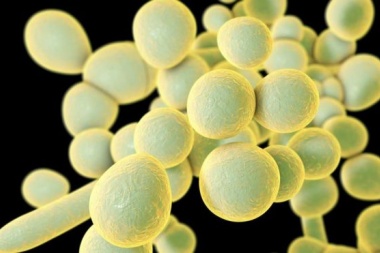 Candida auris, el misterioso hongo resistente a los medicamentos que se expande por el mundo y ya llegó a América Latina