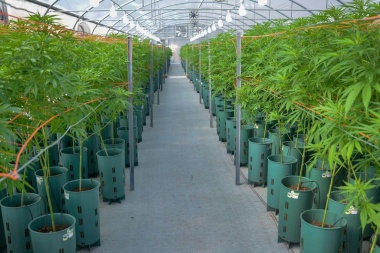 Los detalles de la reglamentación de la Ley de Cannabis Medicinal y Cáñamo Industrial