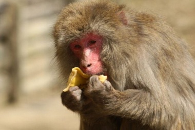 China reportó la primera muerte de un hombre por un extraño virus de los monos