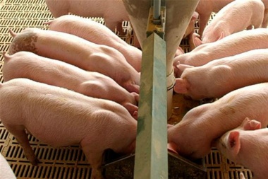 Afirman que cerrarán 2000 establecimientos productivos por la importación de carne de cerdo de EE.UU.